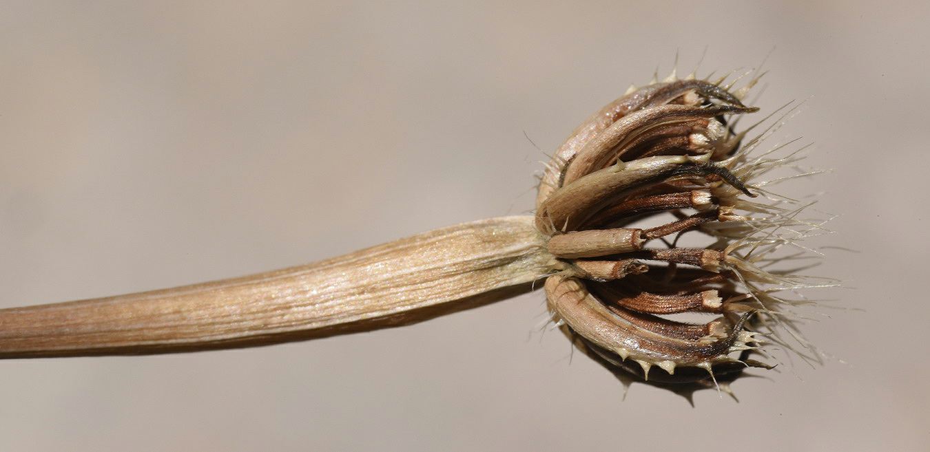 Hedypnois rhagadioloides