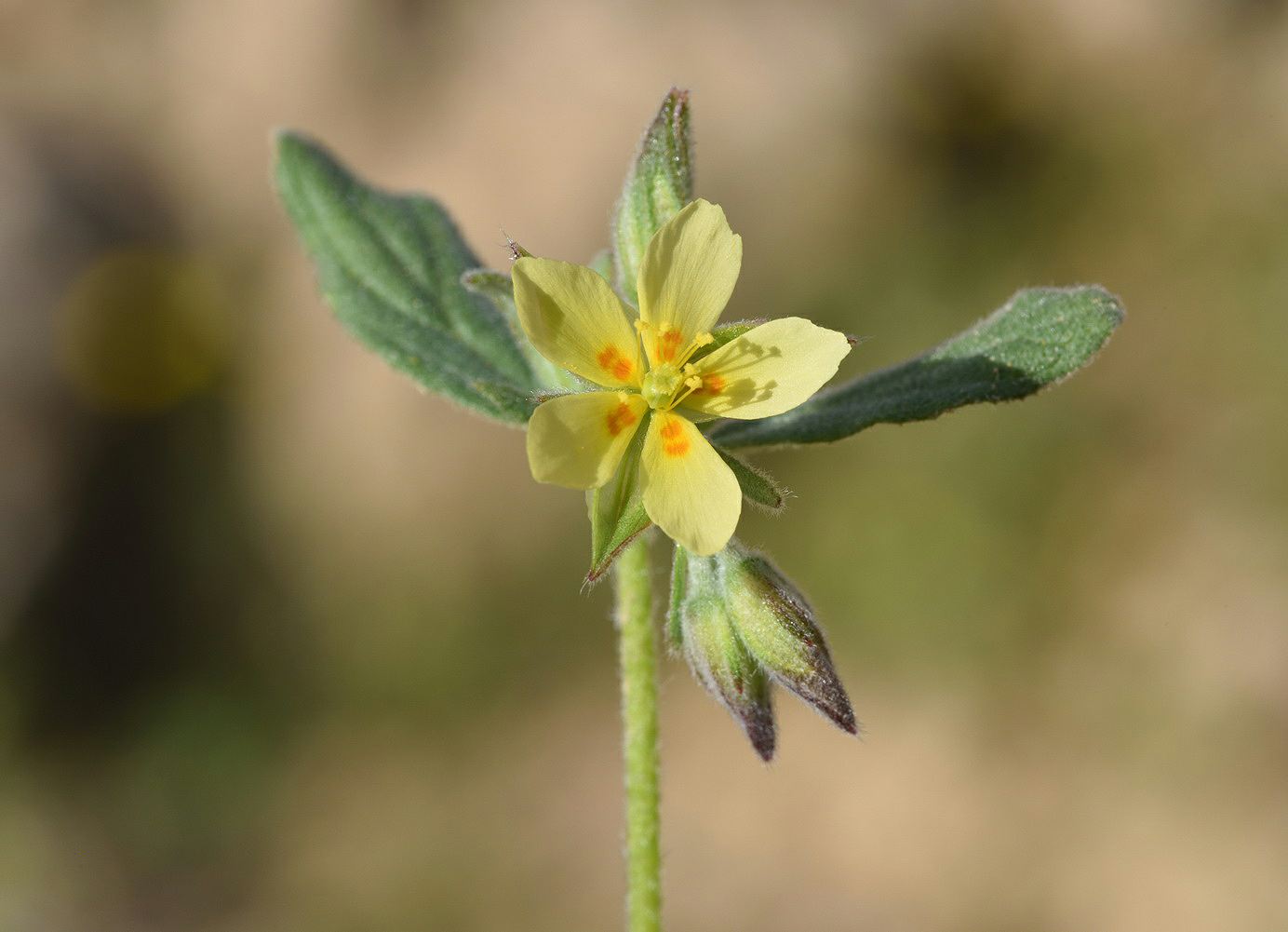 Helianthemum ledifolium