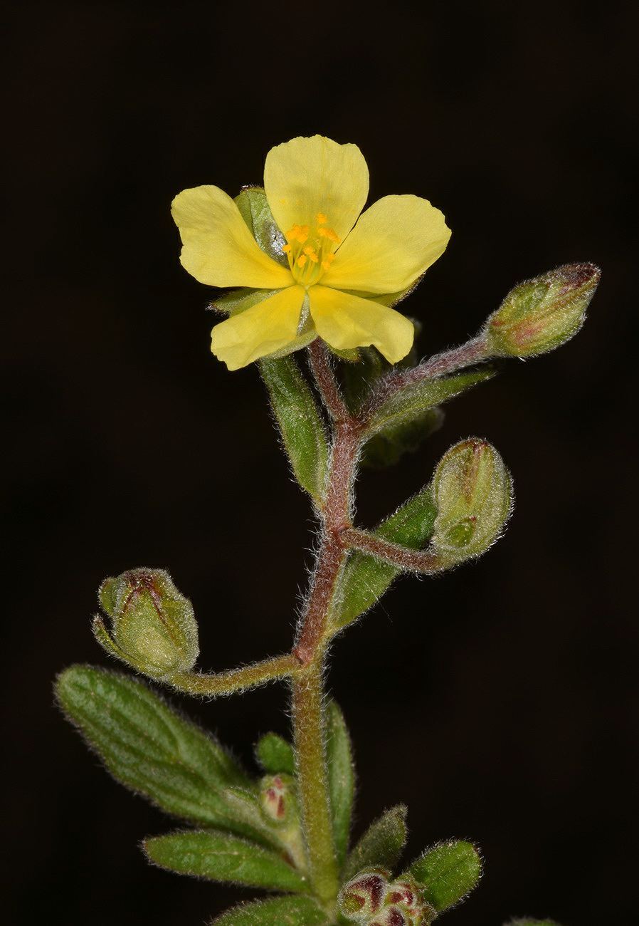 Helianthemum salicifolium