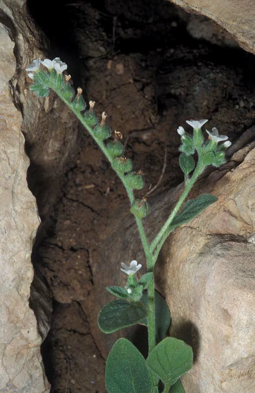 Heliotropium europaeum