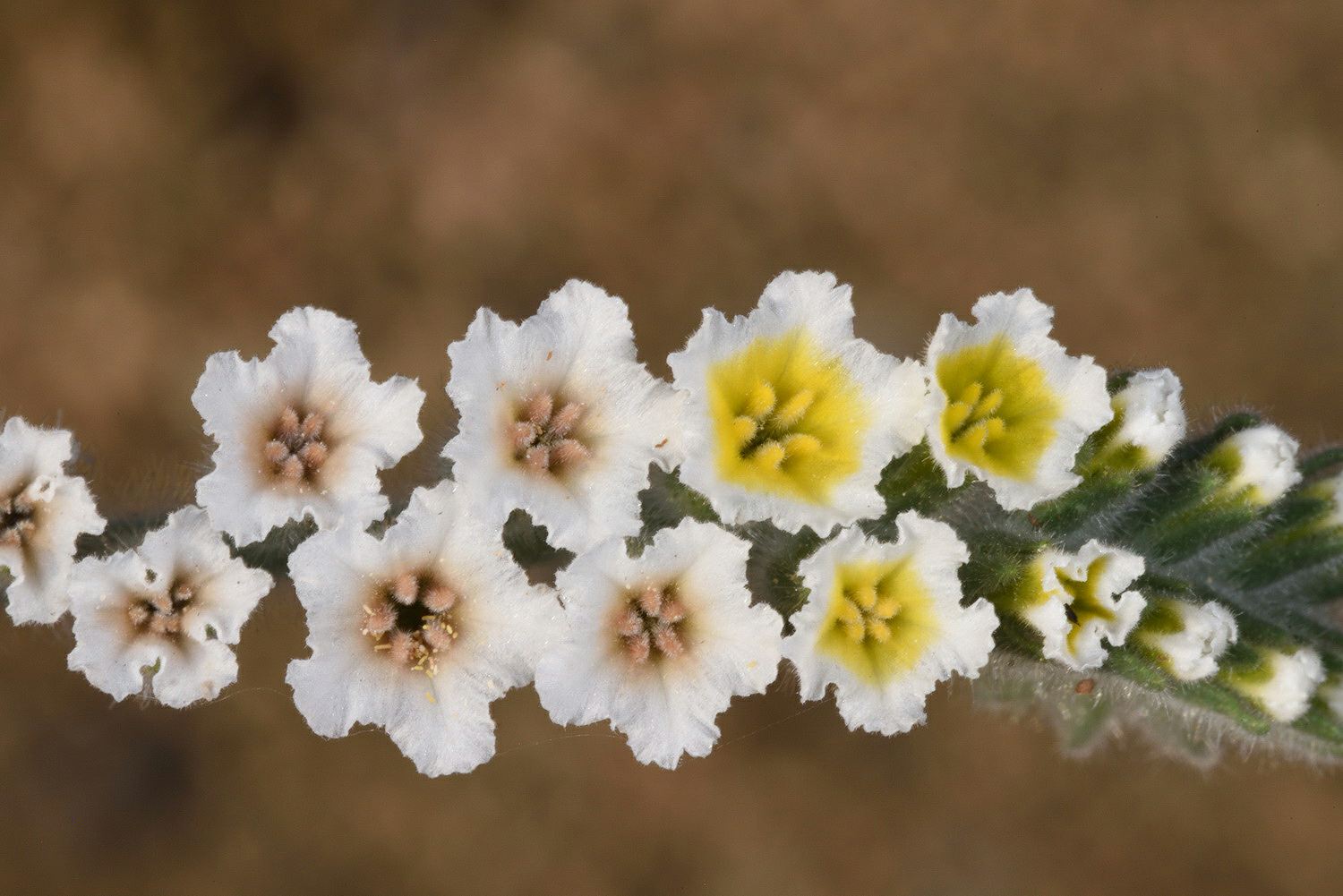 Heliotropium hirsutissimum