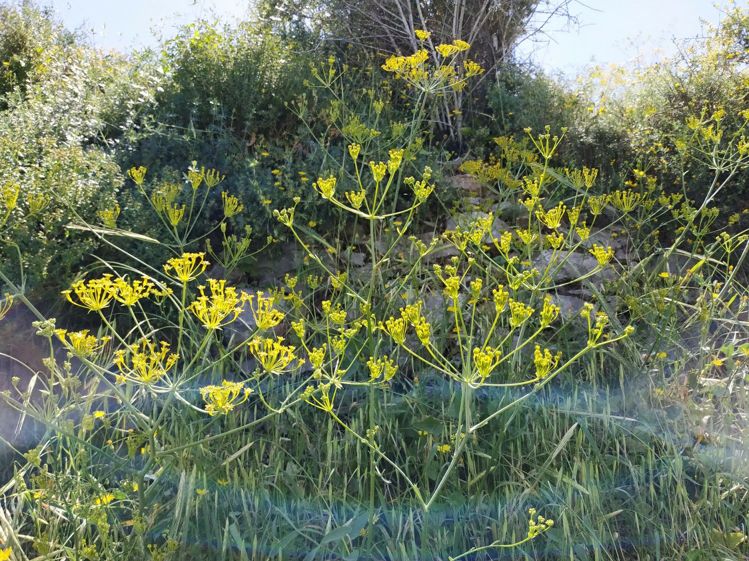 Heptaptera anisoptera