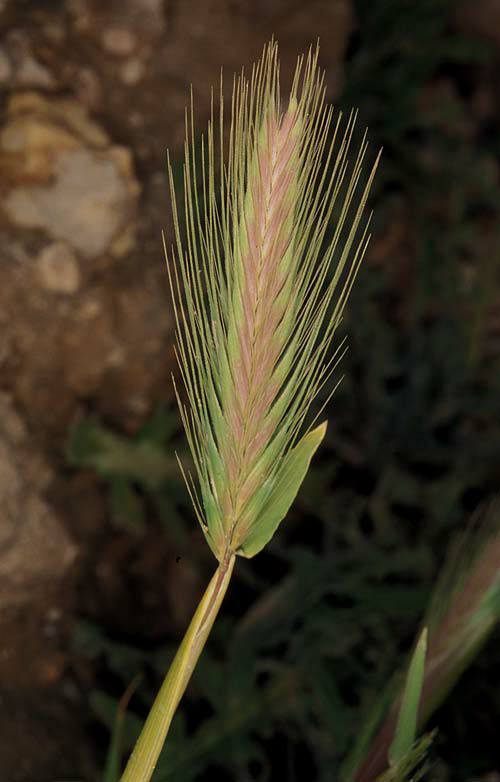 Hordeum murinum subsp. glaucum