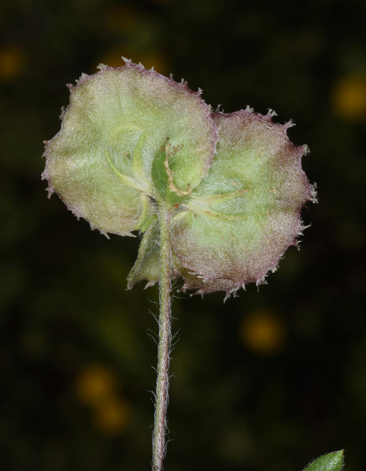 Hymenocarpos circinnatus