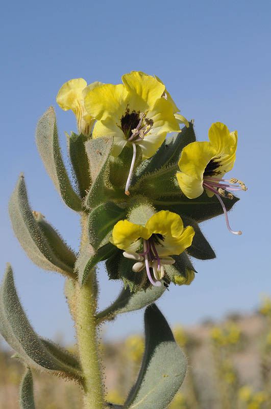 Hyoscyamus desertorum