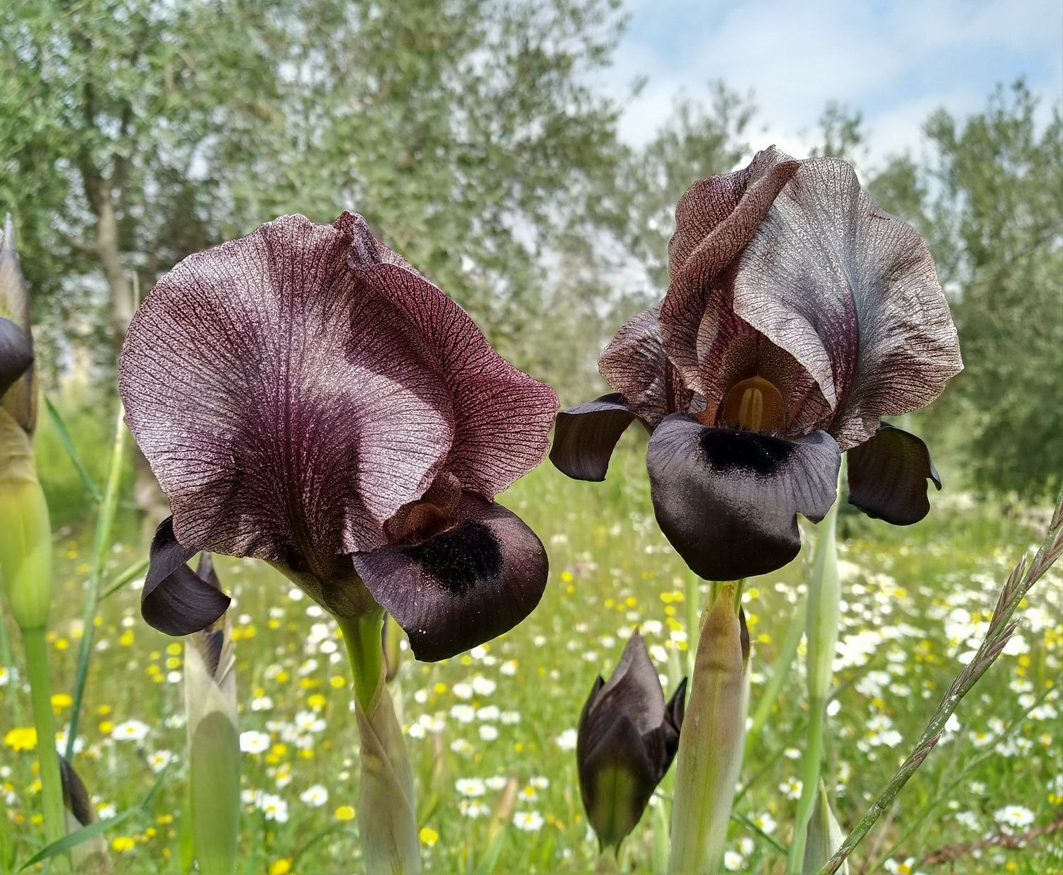 Iris nigricans