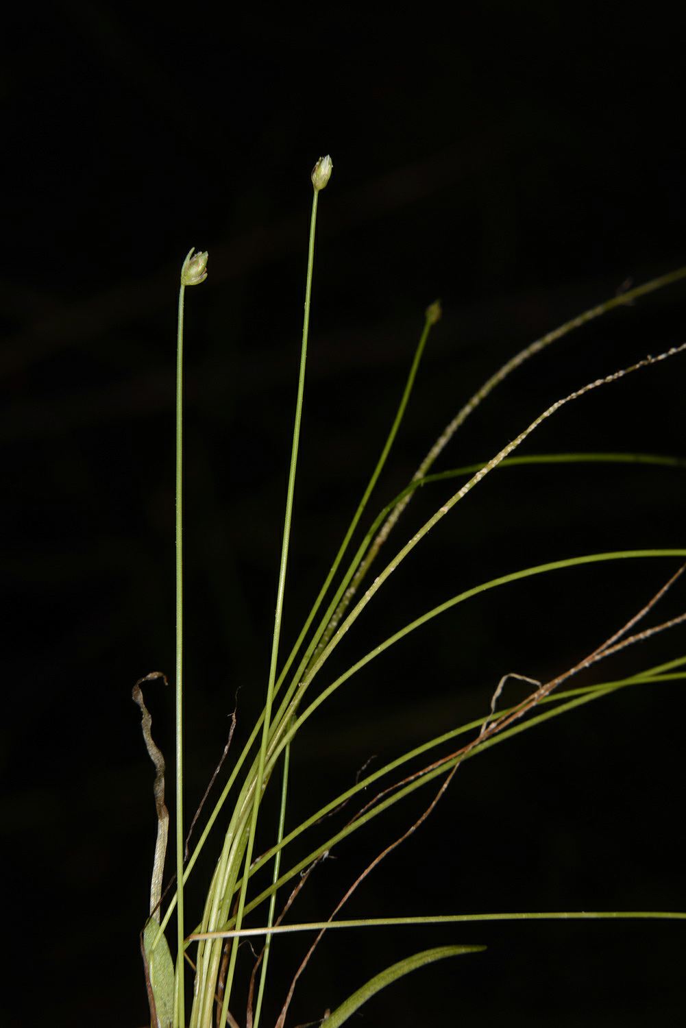 Scirpus cernuus