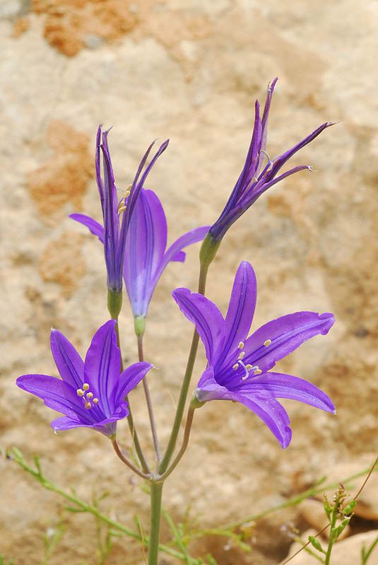 Ixiolirion tataricum