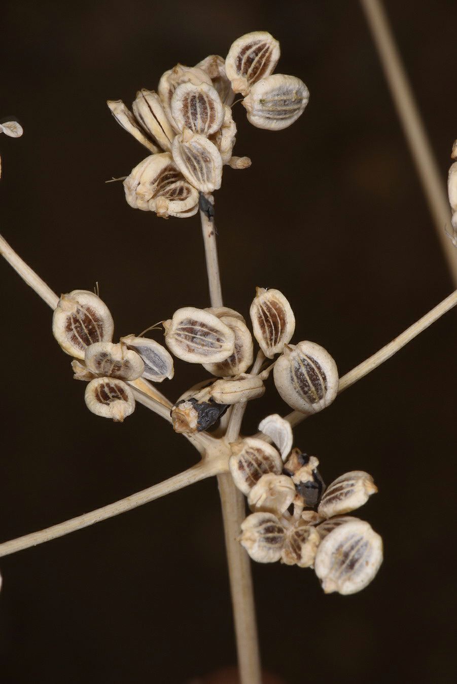 Johrenia dichotoma