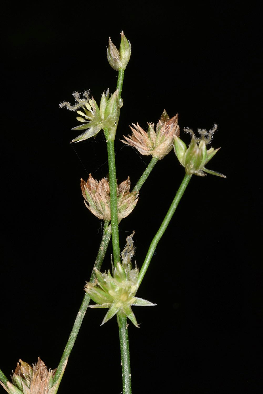 Juncus articulatus