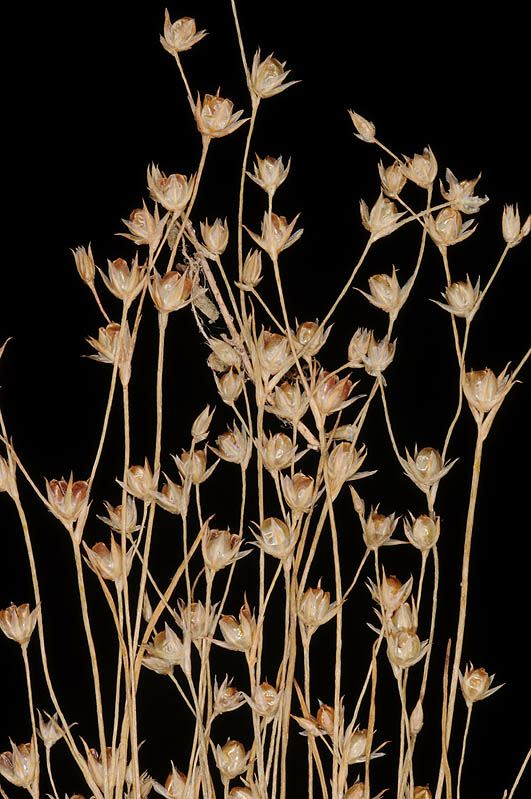 Juncus sphaerocarpus