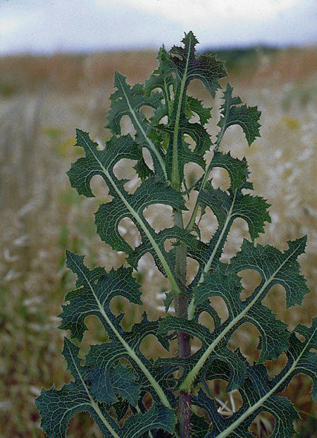 Lactuca serriola
