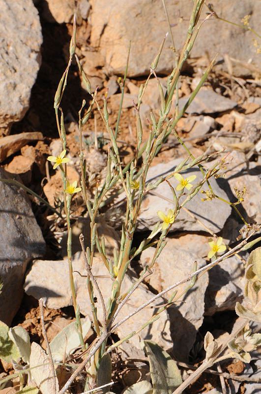 Lactuca viminea
