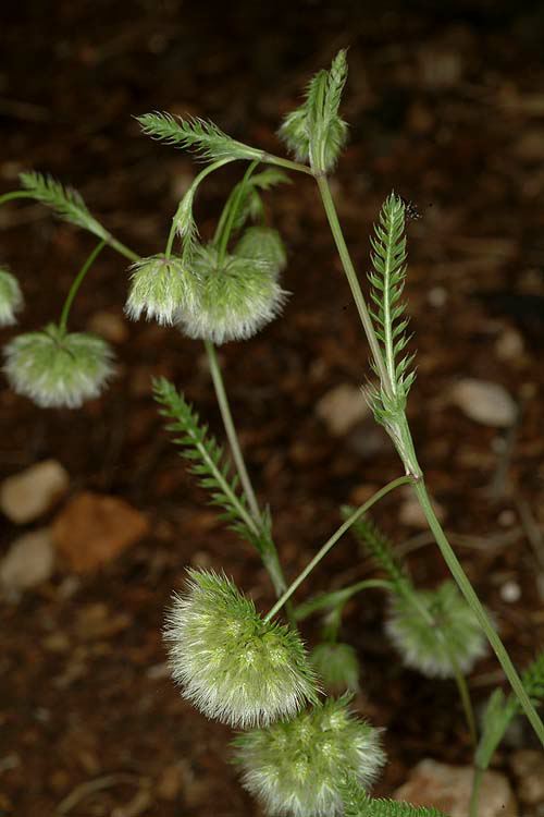 Lagoecia cuminoides