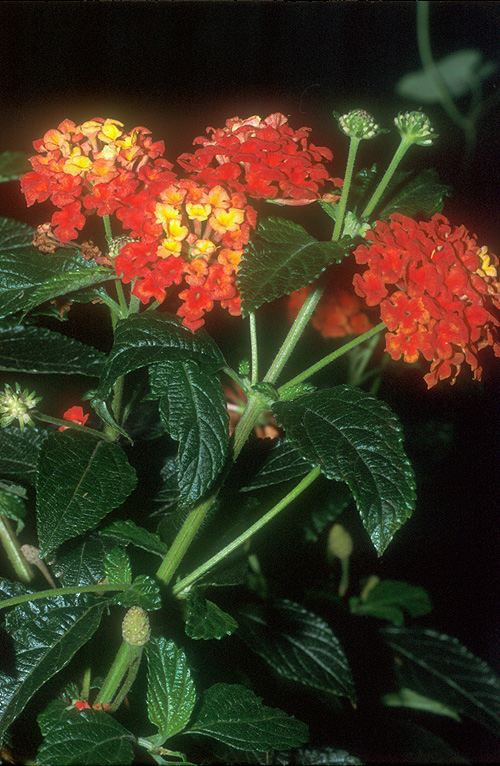 Lantana camara - לנטנה ססגונית, Spanish Flag,