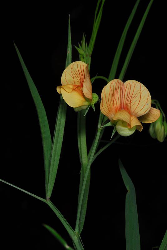 Lathyrus hierosolymitanus