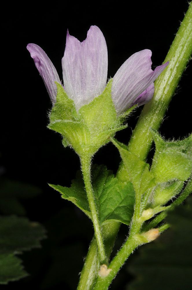 Lavatera cretica