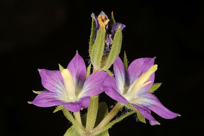 Legousia pentagonia