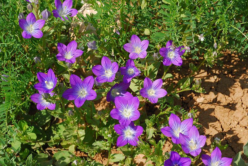 Legousia speculum-veneris