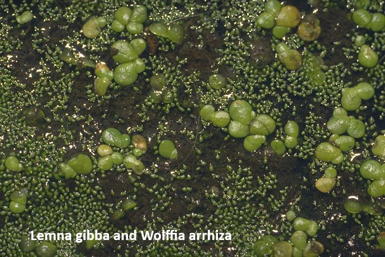Lemna gibba