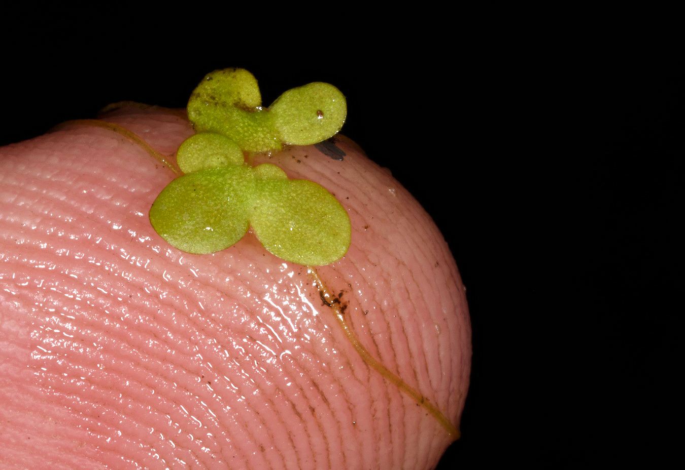 Lemna minor