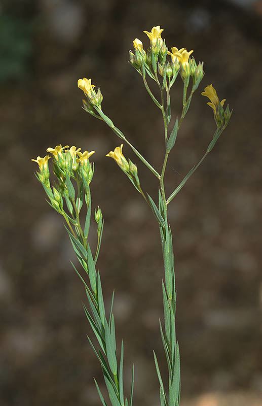 Linum corymbulosum