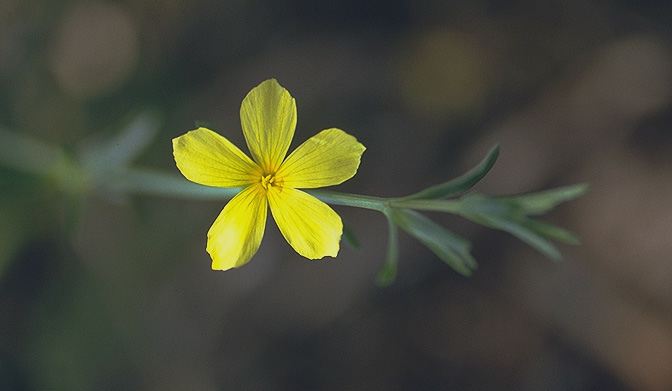 Linum nodiflorum