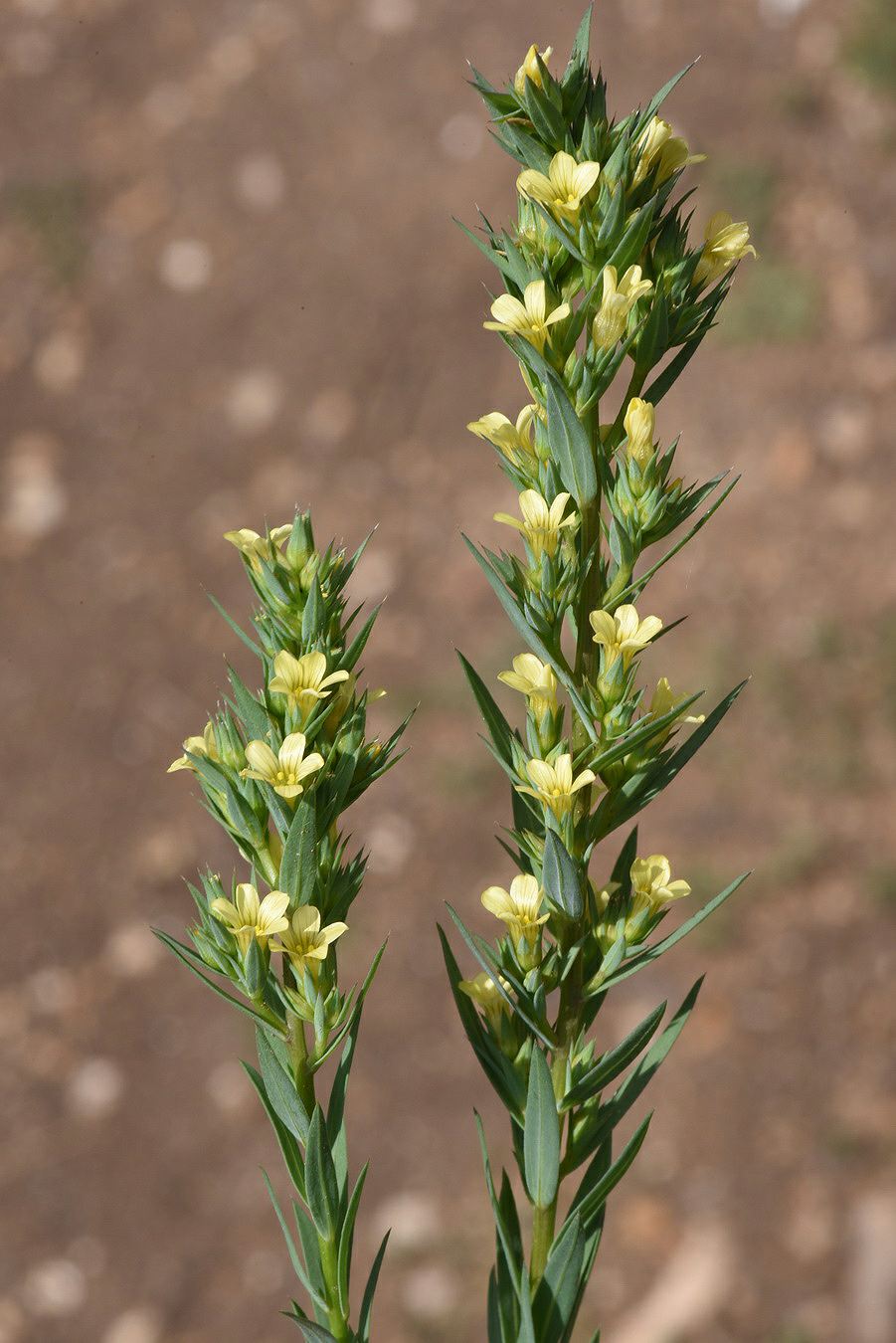Linum strictum