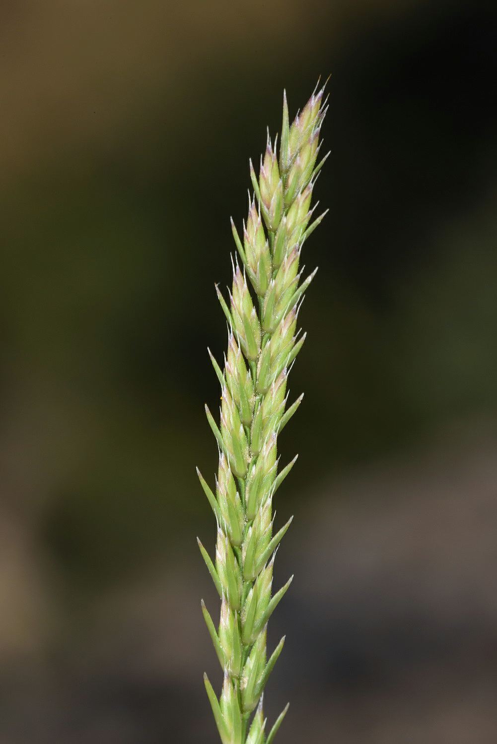 Loliolum subulatum