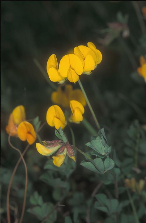 Lotus longesiliquosus - לוטוס יהודה, Judean Bird's Foot Trefoil
