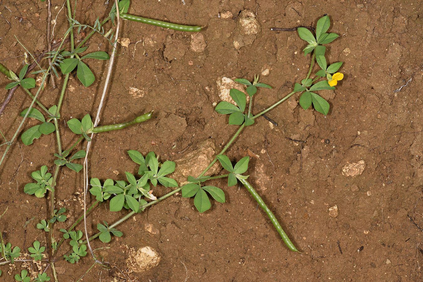 Lotus peregrinus