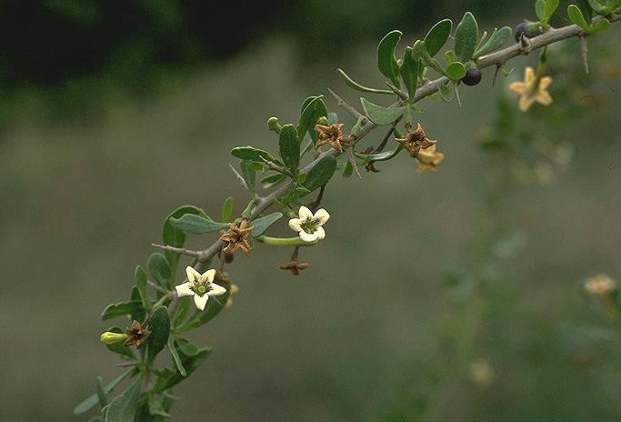 Lycium schweinfurthii