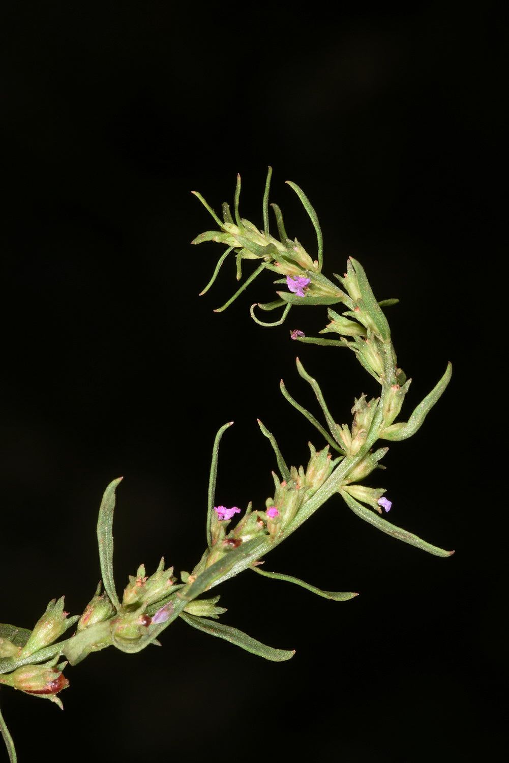 Lythrum thesioides