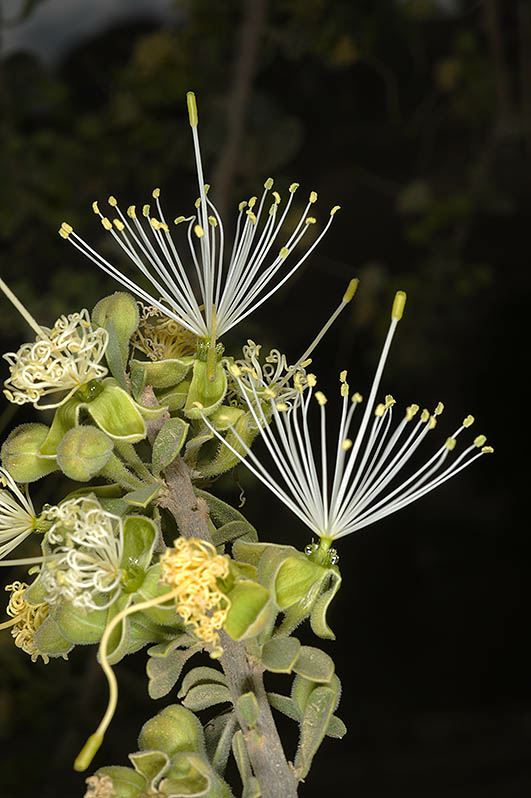 Maerua crassifolia