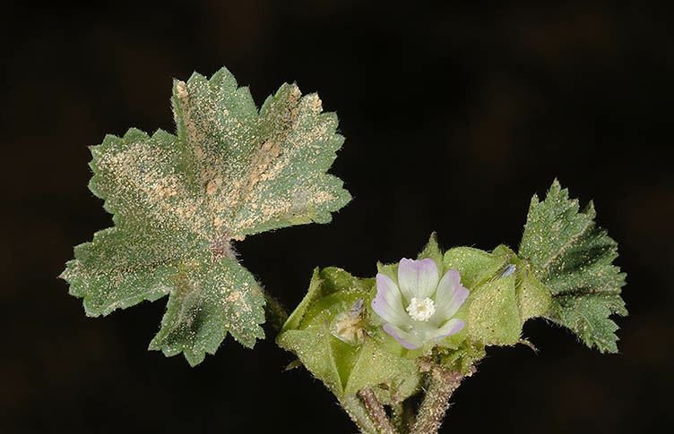 Malva parviflora