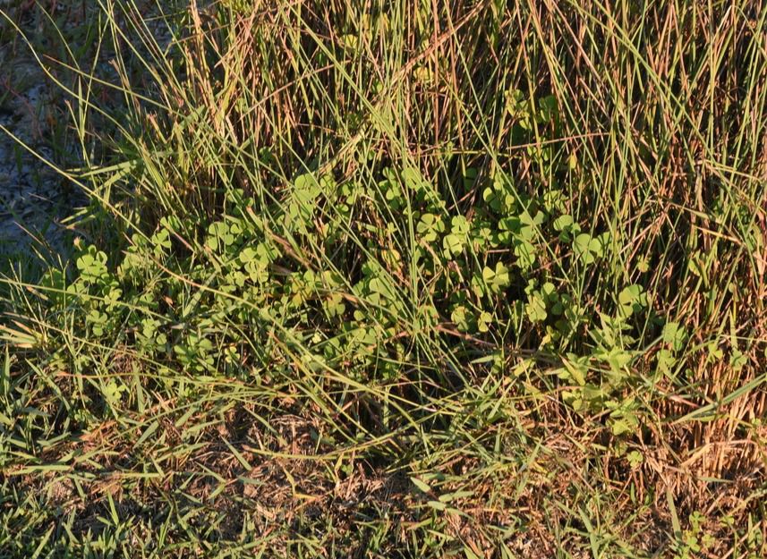 Marsilea minuta