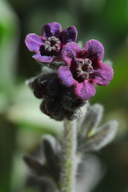 Mattiastrum lithospermifolium