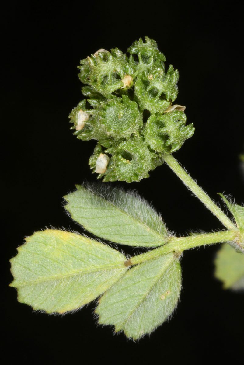 Medicago coronata