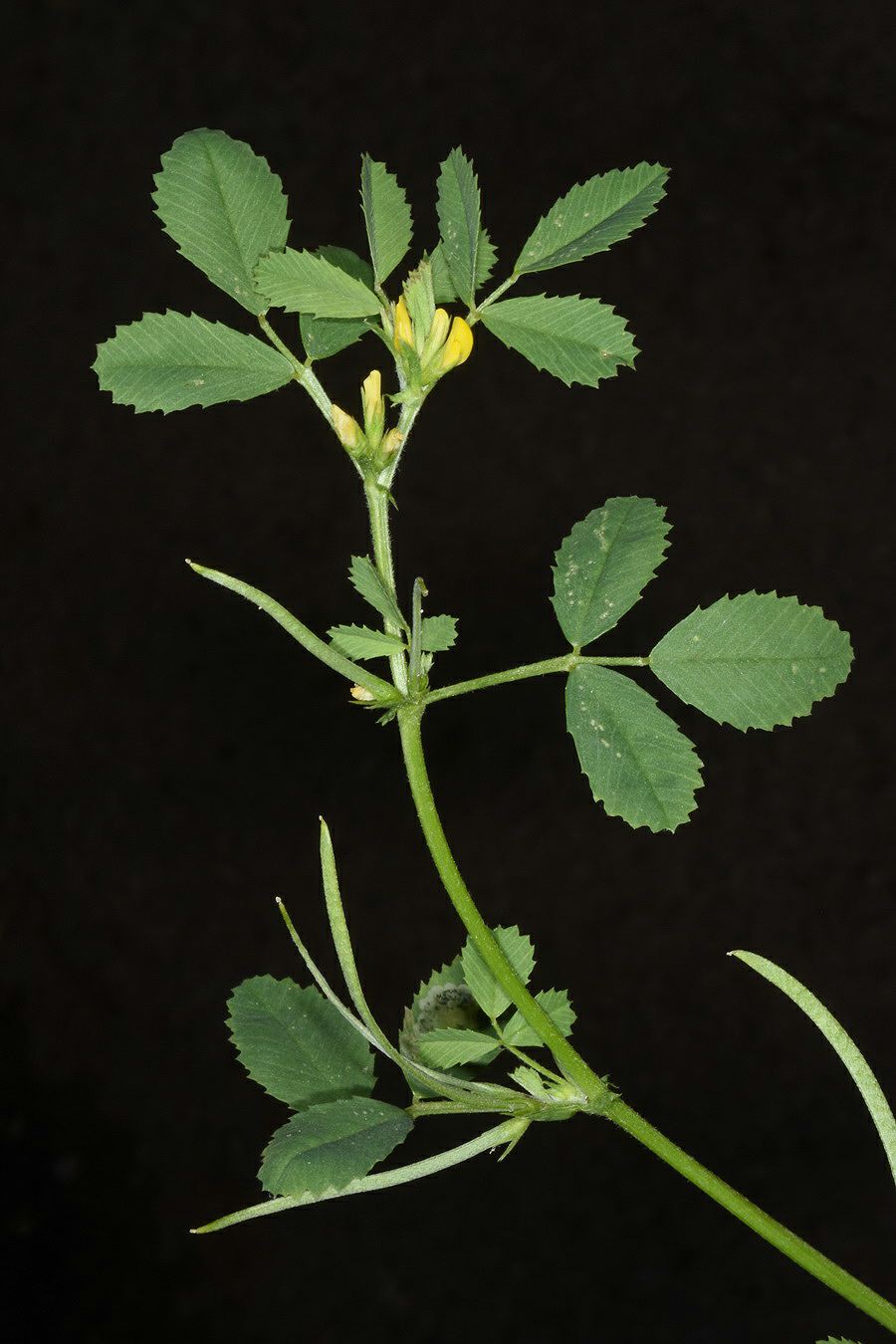 Medicago monspeliaca