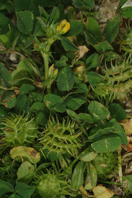 Medicago polymorpha