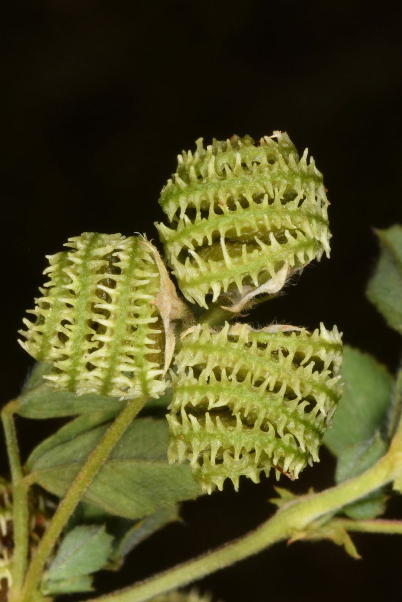Medicago rotata