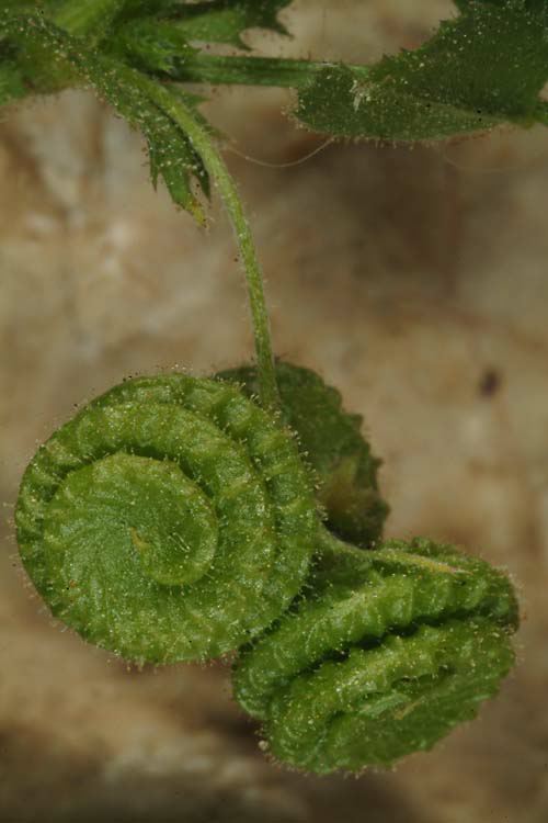 Medicago rugosa