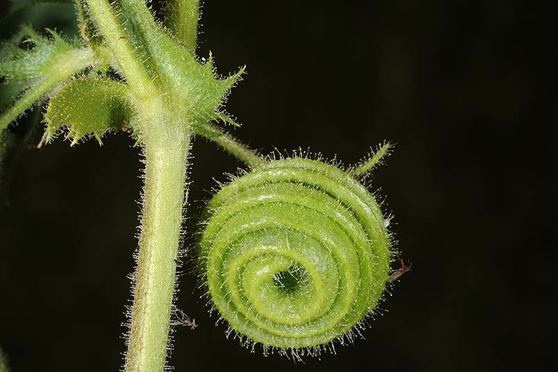 Medicago scutellata