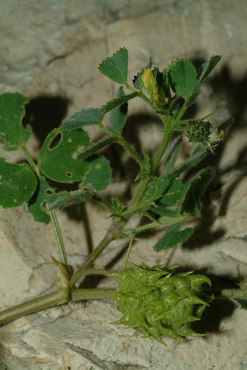 Medicago truncatula