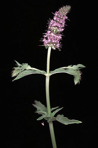Mentha longifolia