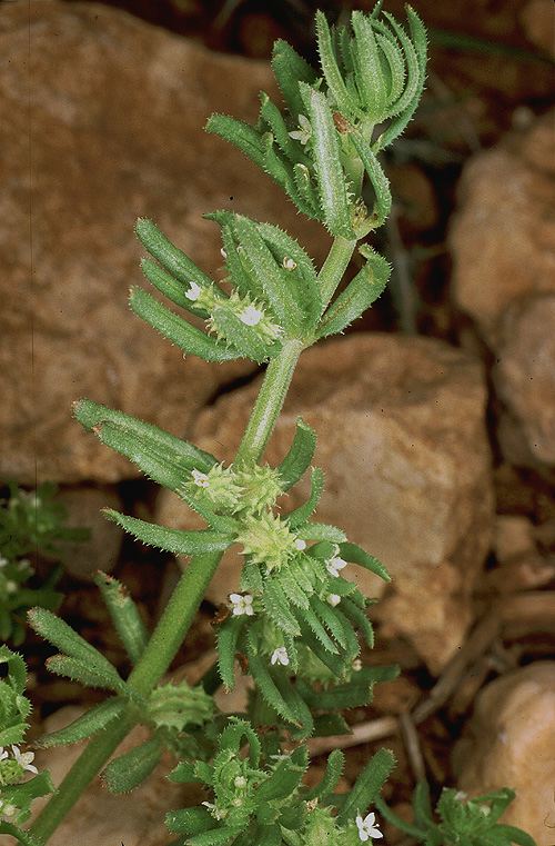Mericarpaea ciliata