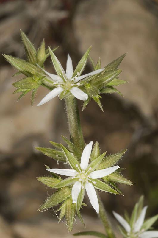 Minuartia decipiens