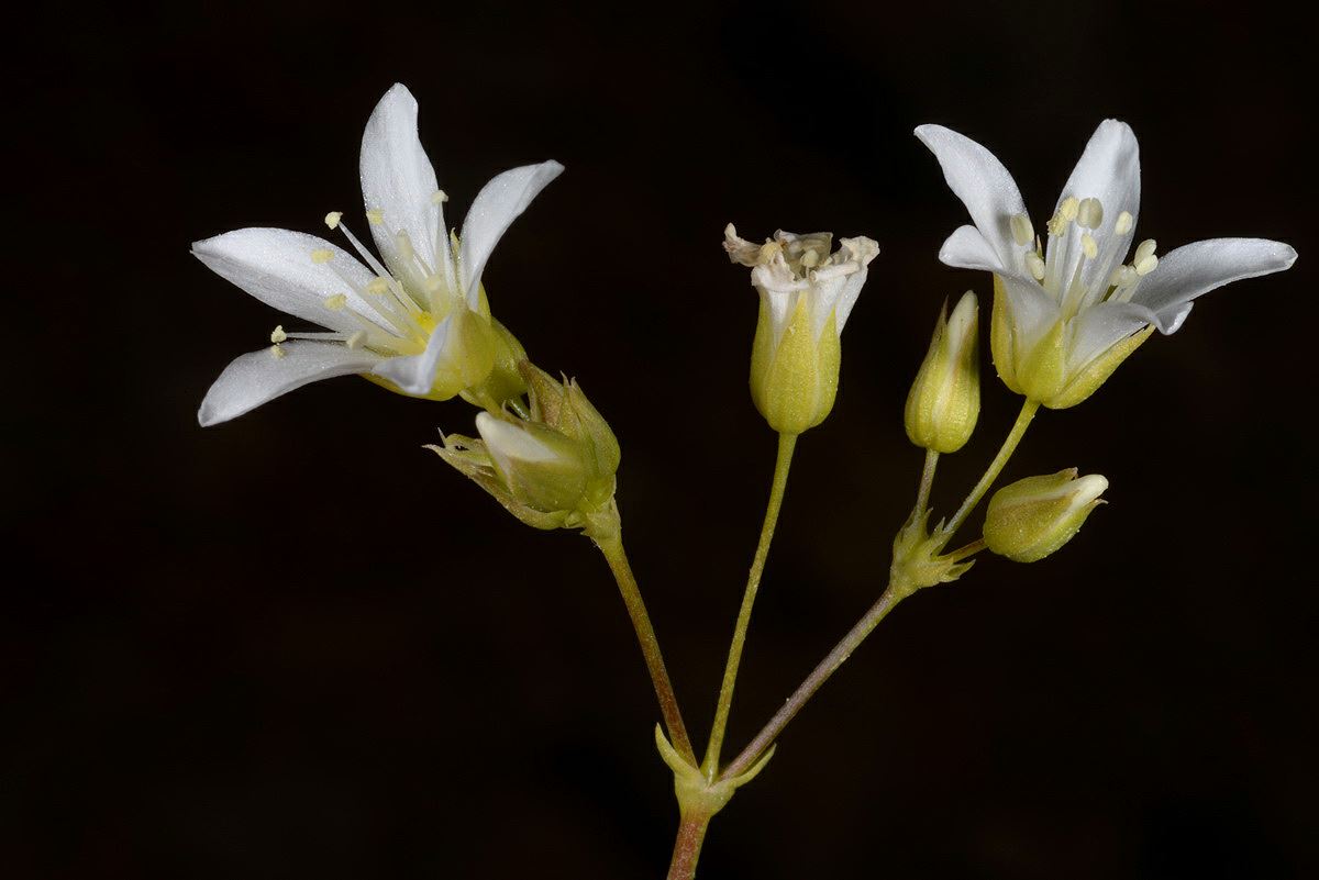 Minuartia juniperina