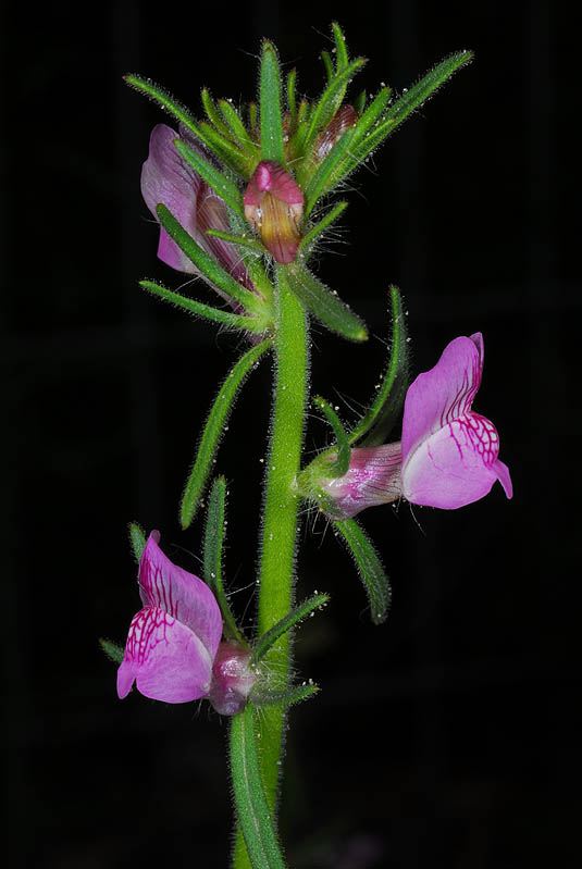 Misopates orontium
