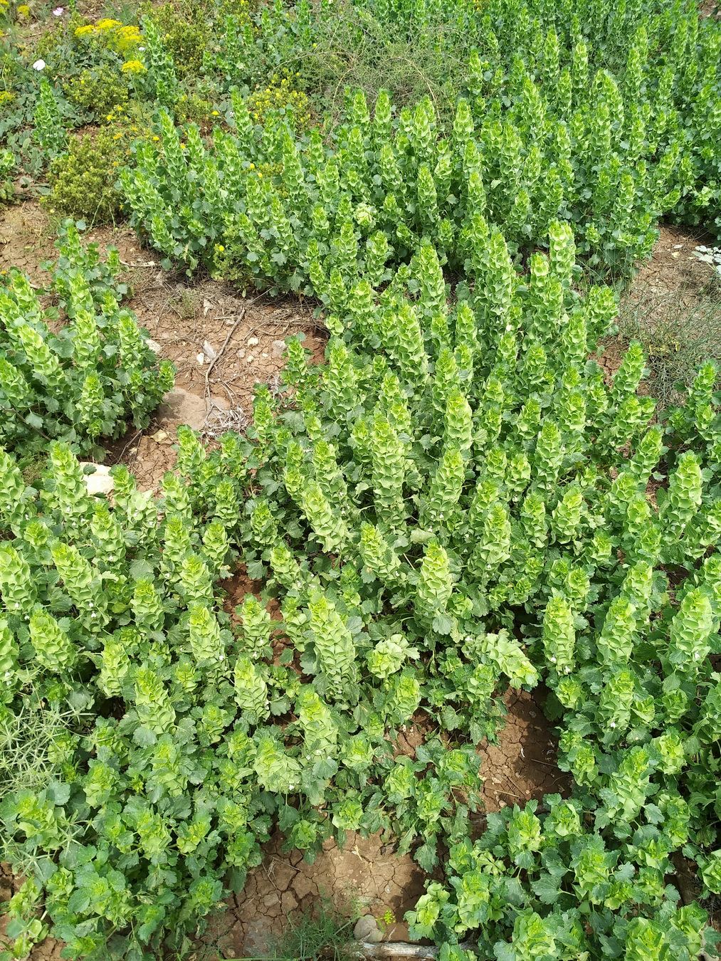 Moluccella laevis